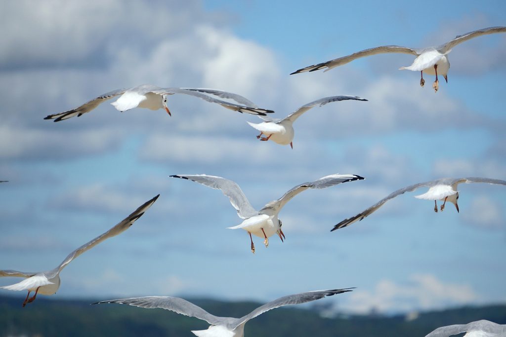 Reading Bangor Promenade with the company of seabirds